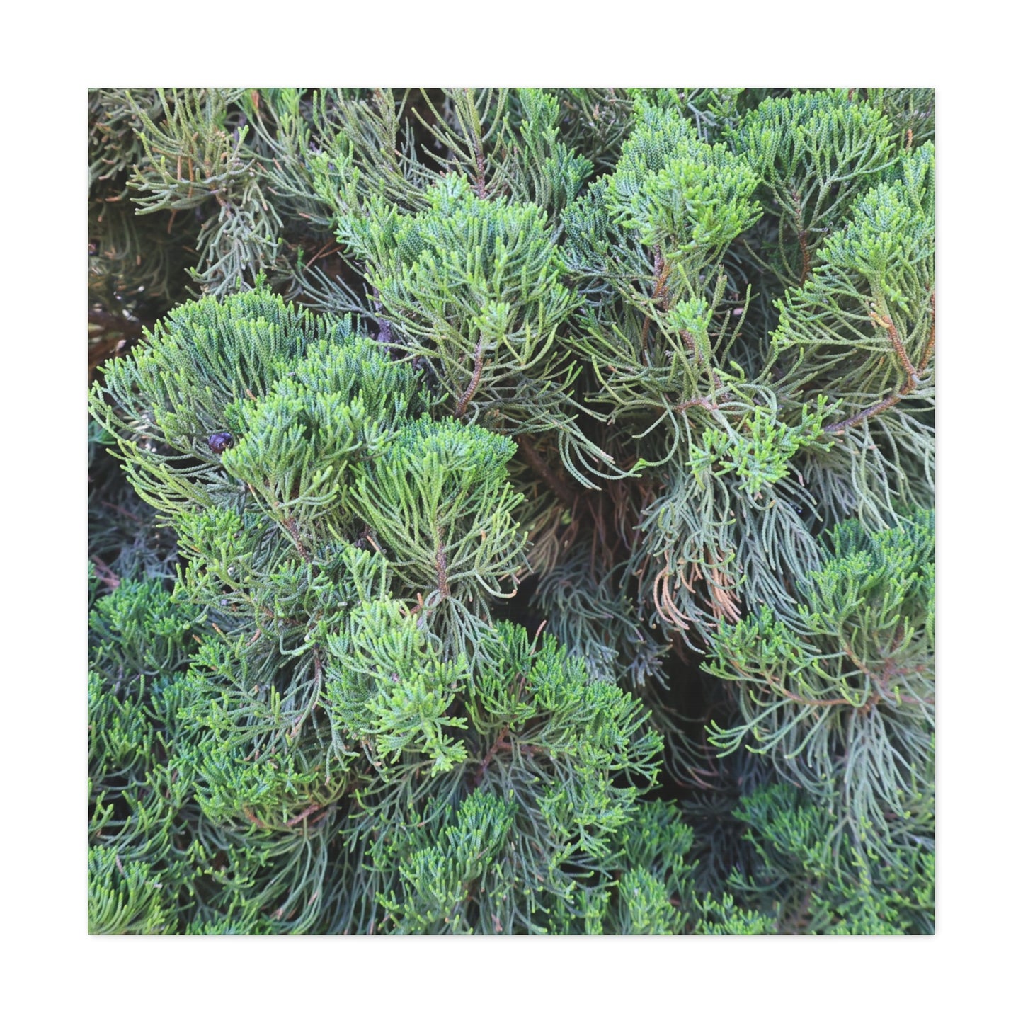 Green Labyrinth - Unique Frameless Canvas Wall Art - Art By Earth