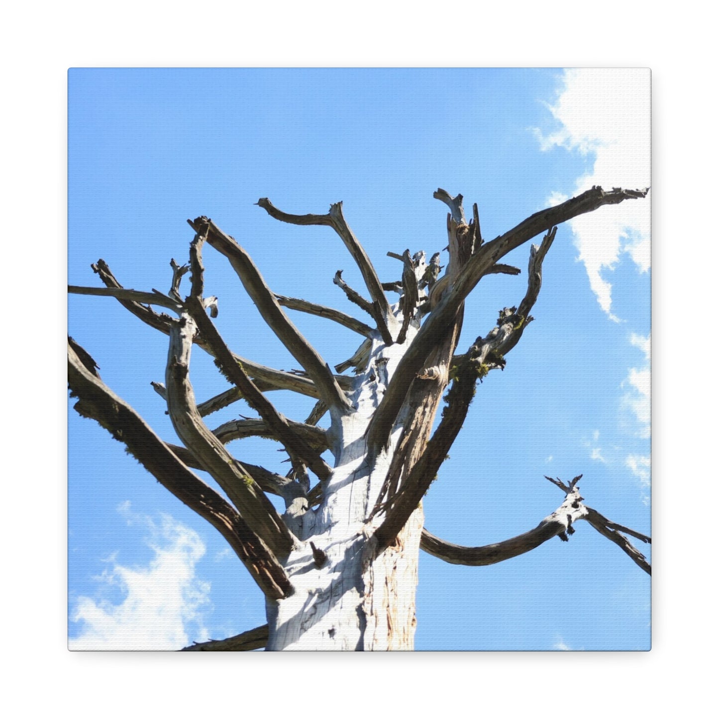 Skeletal Branches Reaching - Unique Frameless Canvas Wall Art - Art By Earth