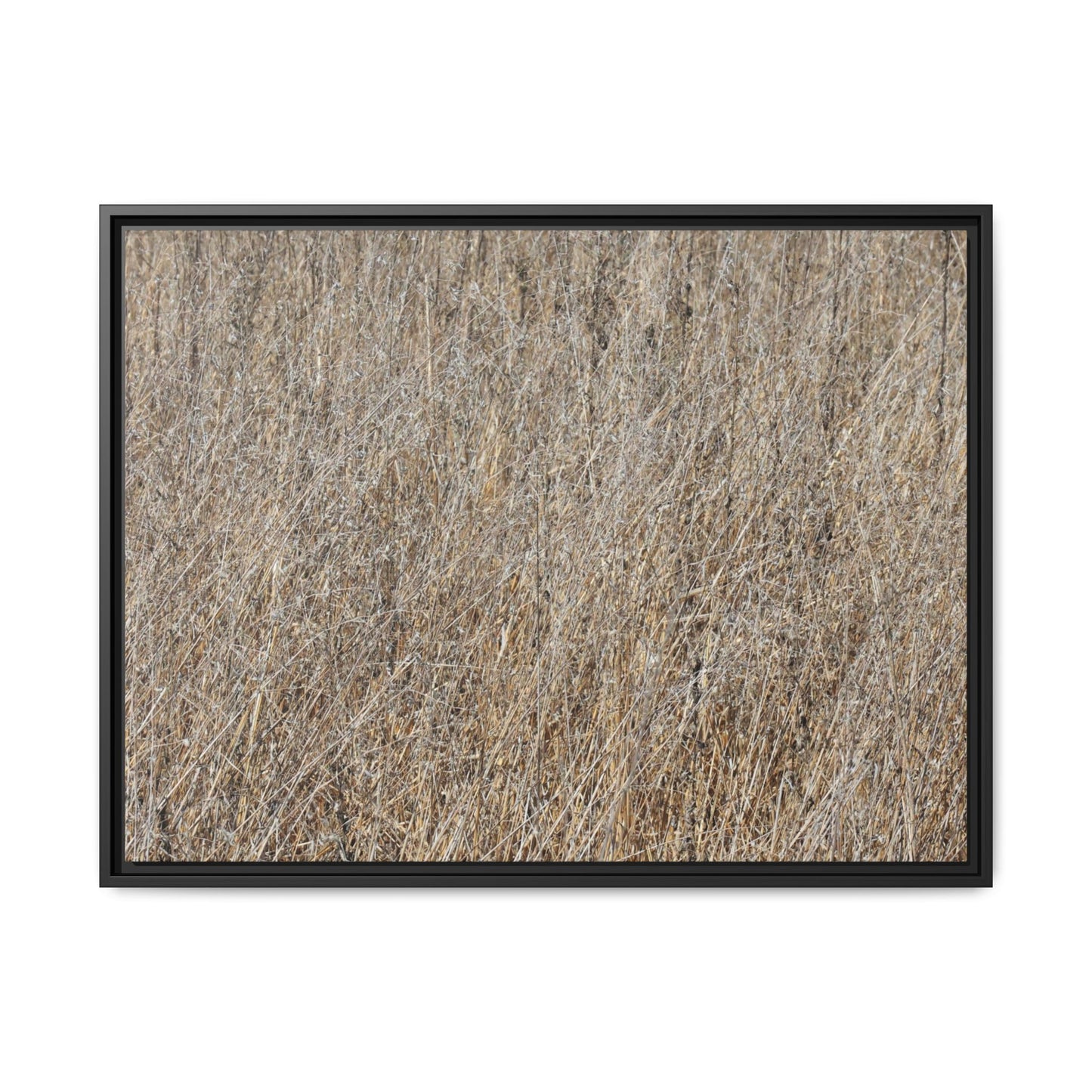 Whispers of Straw - Unique Stretched Canvas Wall Art - Art By Earth