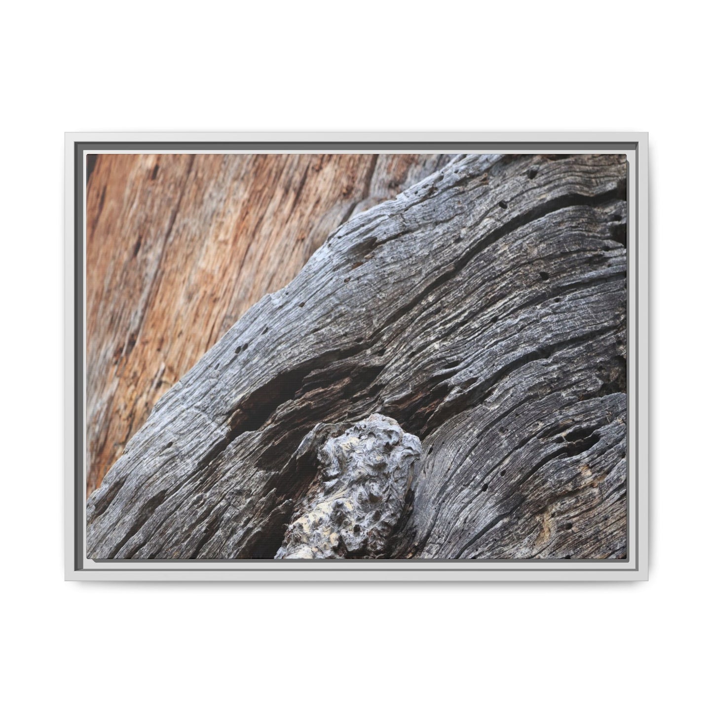 Time's Mark on Timber - Unique Stretched Canvas Wall Art - Art By Earth