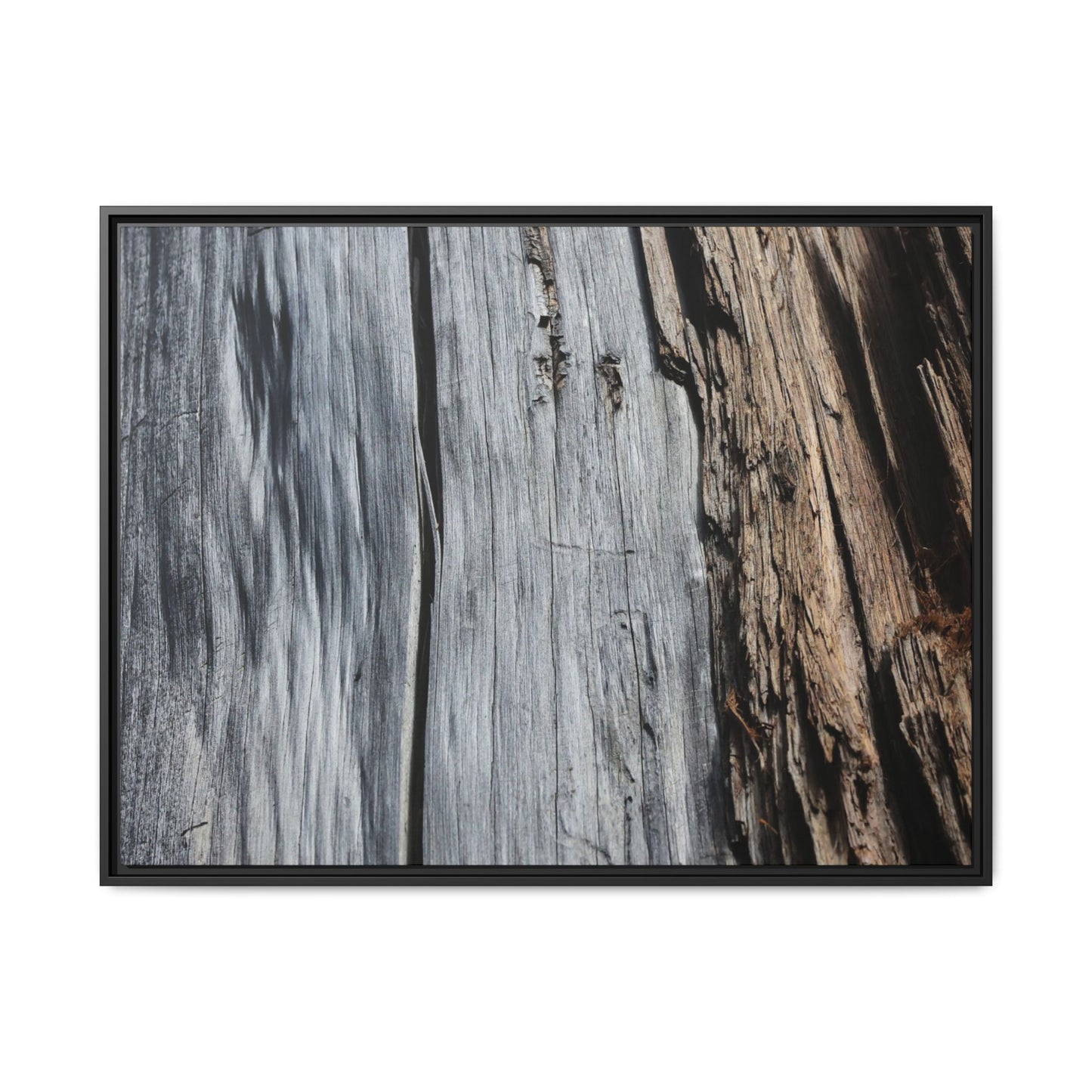 Wood's Lament - Unique Stretched Canvas Wall Art - Art By Earth