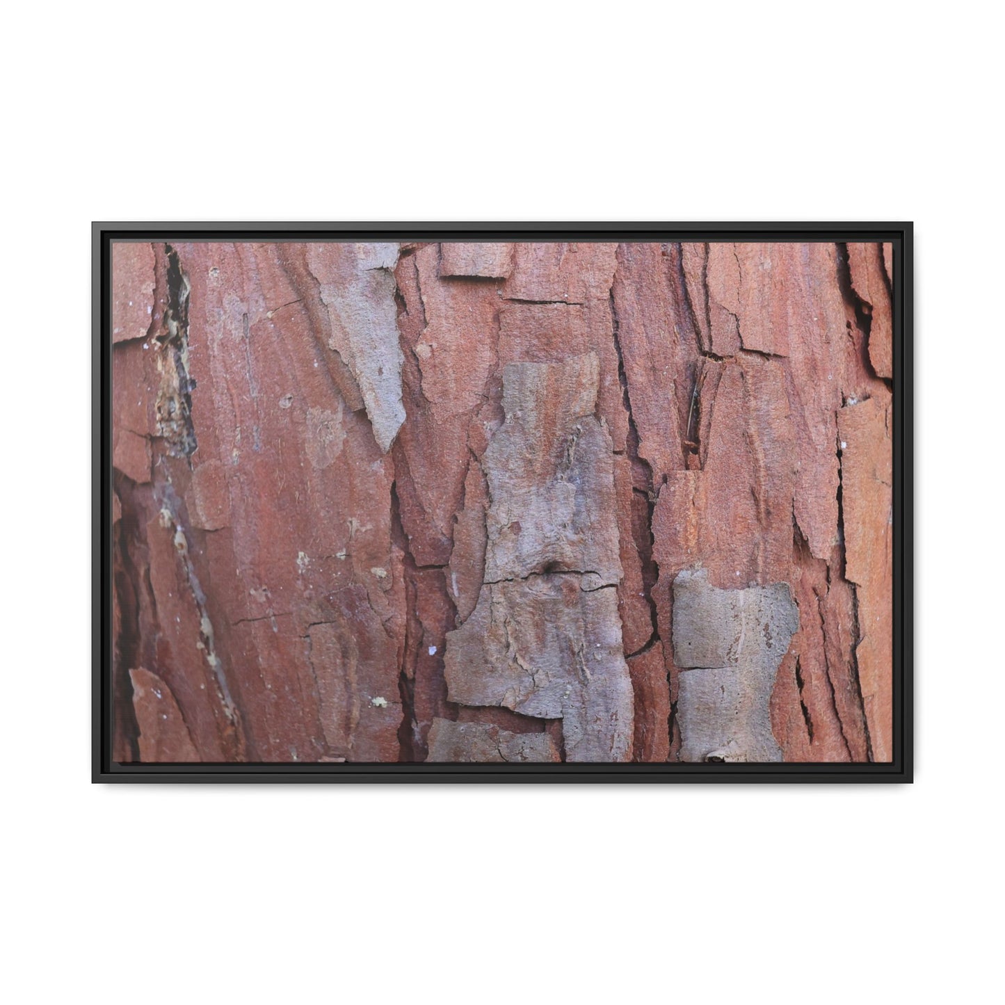 Peeling Bark - Unique Stretched Canvas Wall Art - Art By Earth