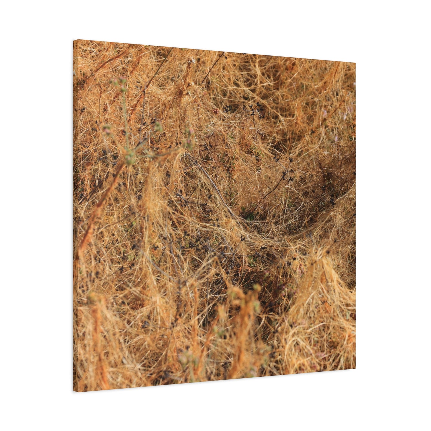 Dried Grasses - Unique Frameless Canvas Wall Art - Art By Earth