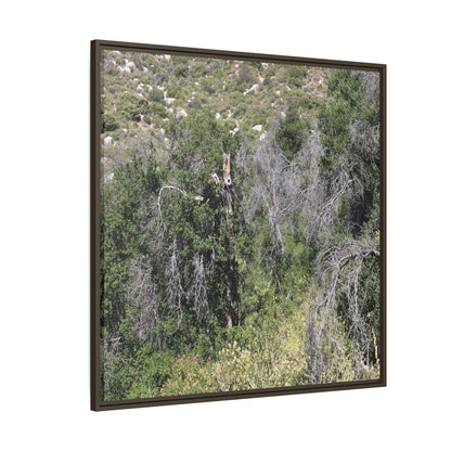Forest Decline - Unique Stretched Canvas Wall Art