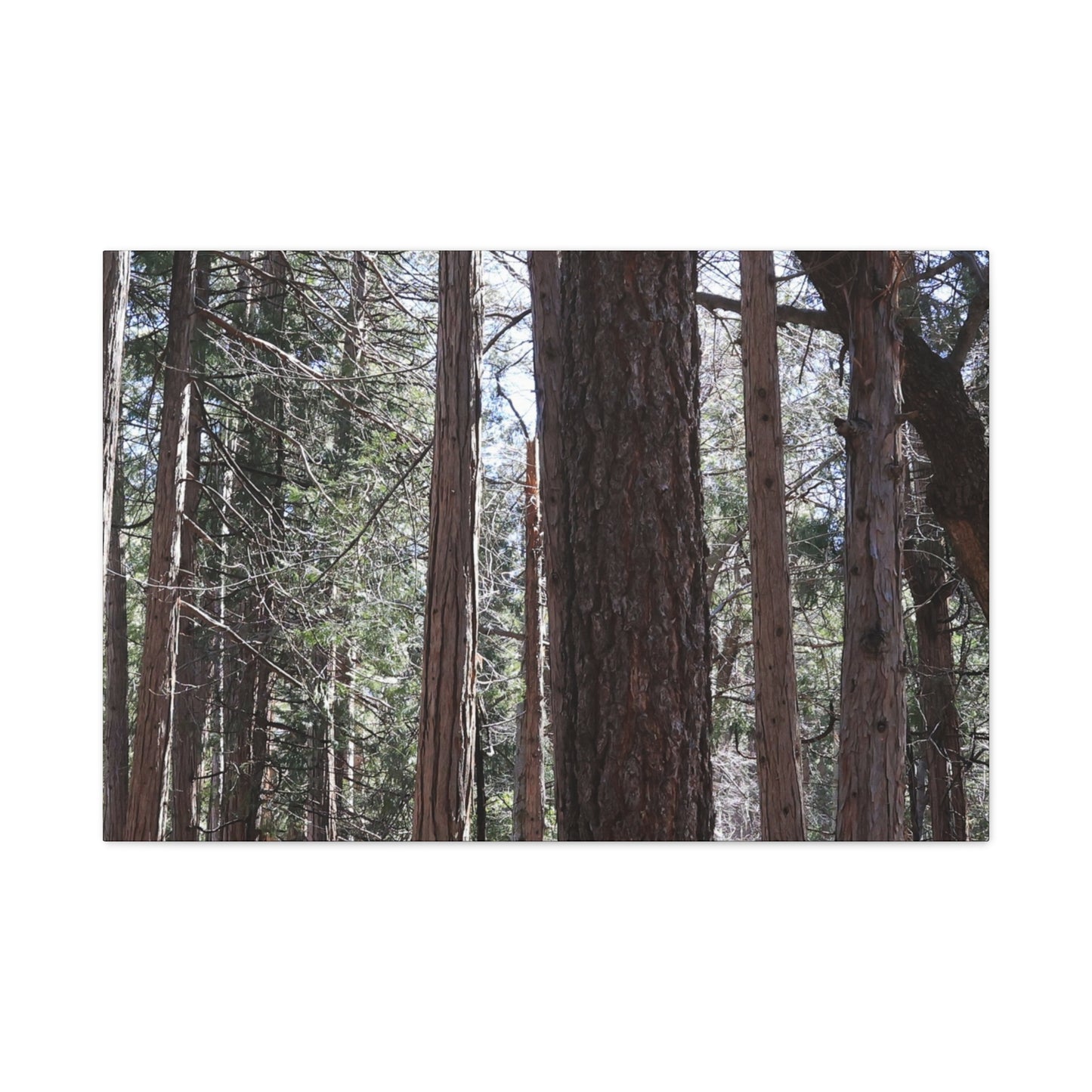 Vertical Sentinels - Unique Frameless Canvas Wall Art - Art By Earth