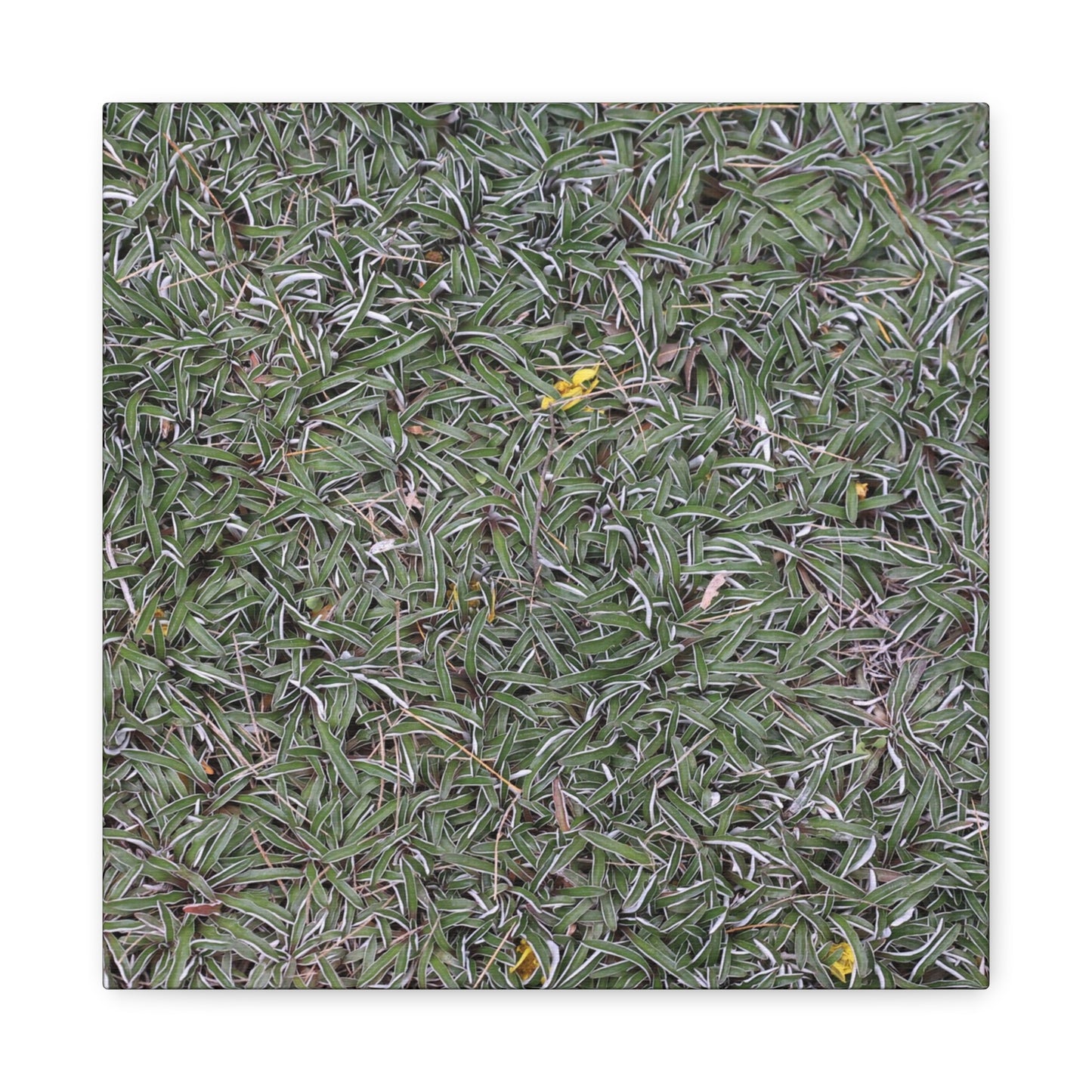 Tangled Memories - Unique Frameless Canvas Wall Art - Art By Earth