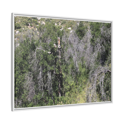 Forest Decline - Unique Stretched Canvas Wall Art