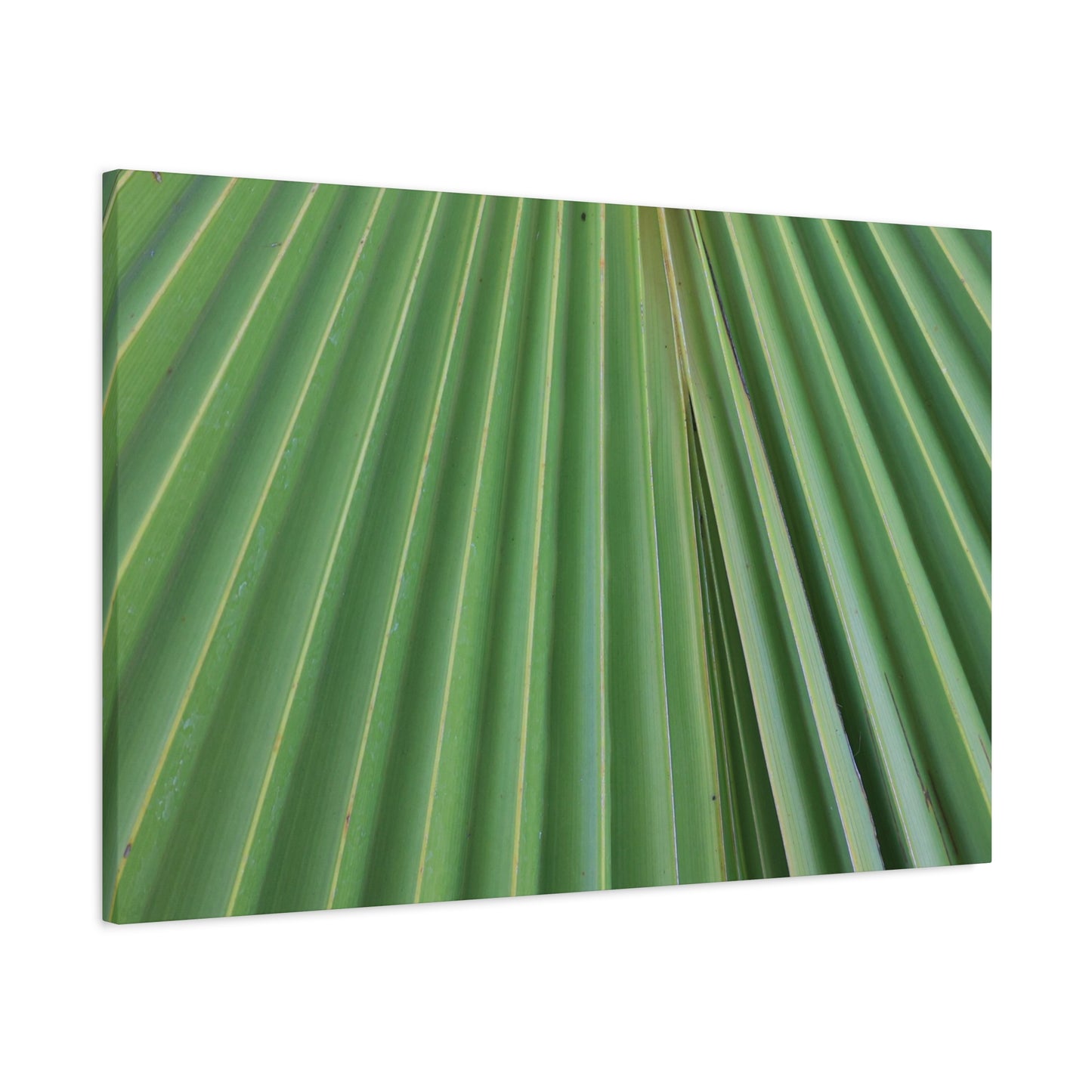 Fan of Green - Unique Frameless Canvas Wall Art - Art By Earth