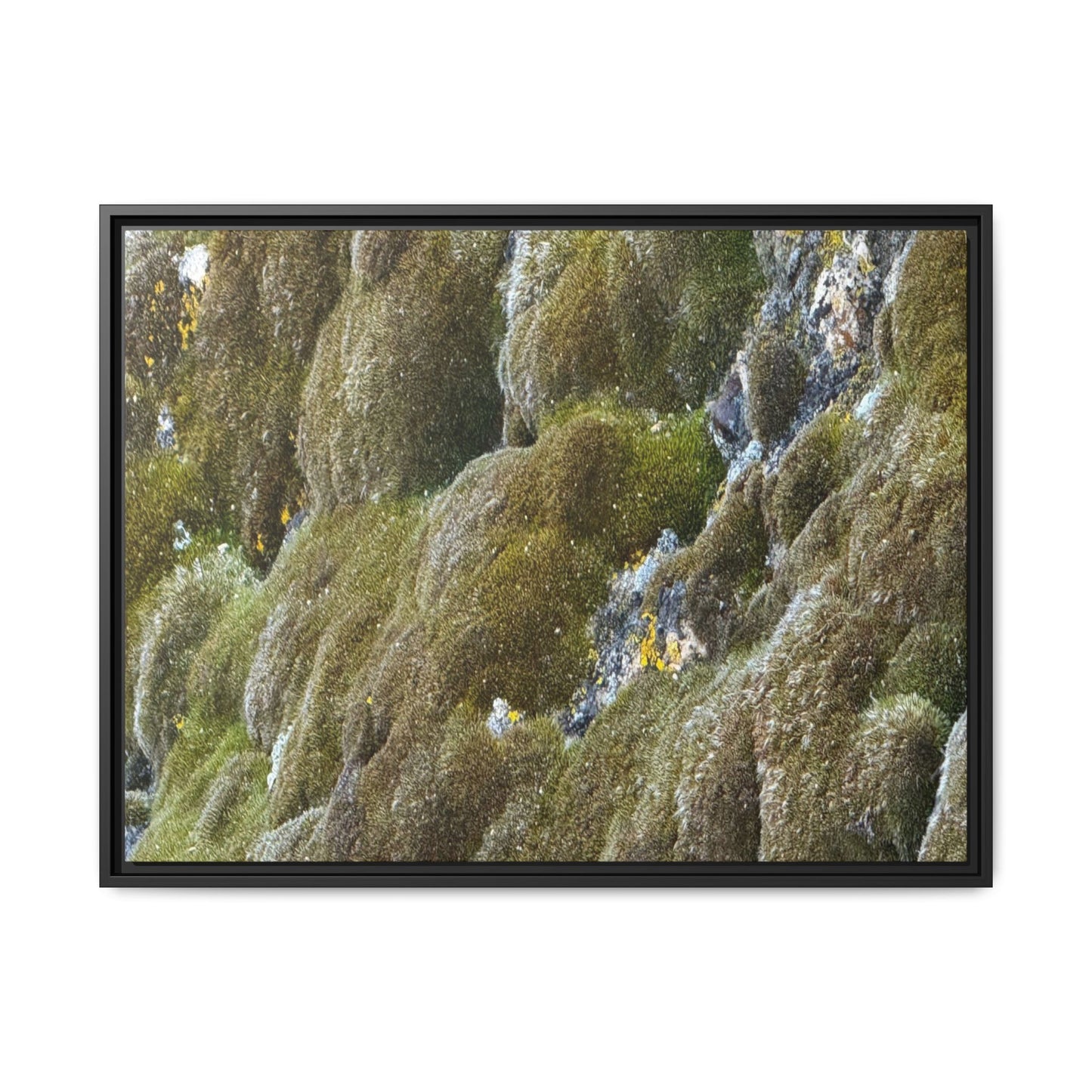 Moss Symphony - Unique Stretched Canvas Wall Art