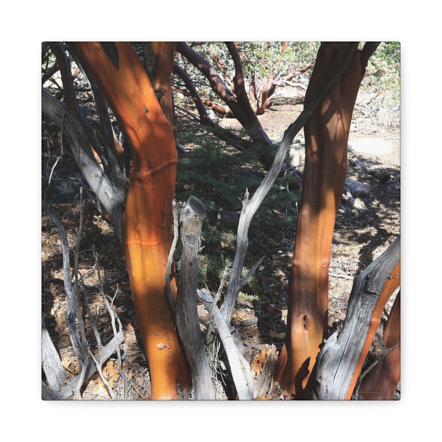 Peeling Bark of Ancient Trees - Unique Frameless Canvas Wall Art