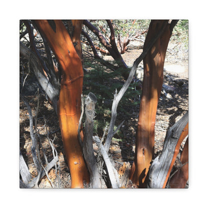 Peeling Bark of Ancient Trees - Unique Frameless Canvas Wall Art