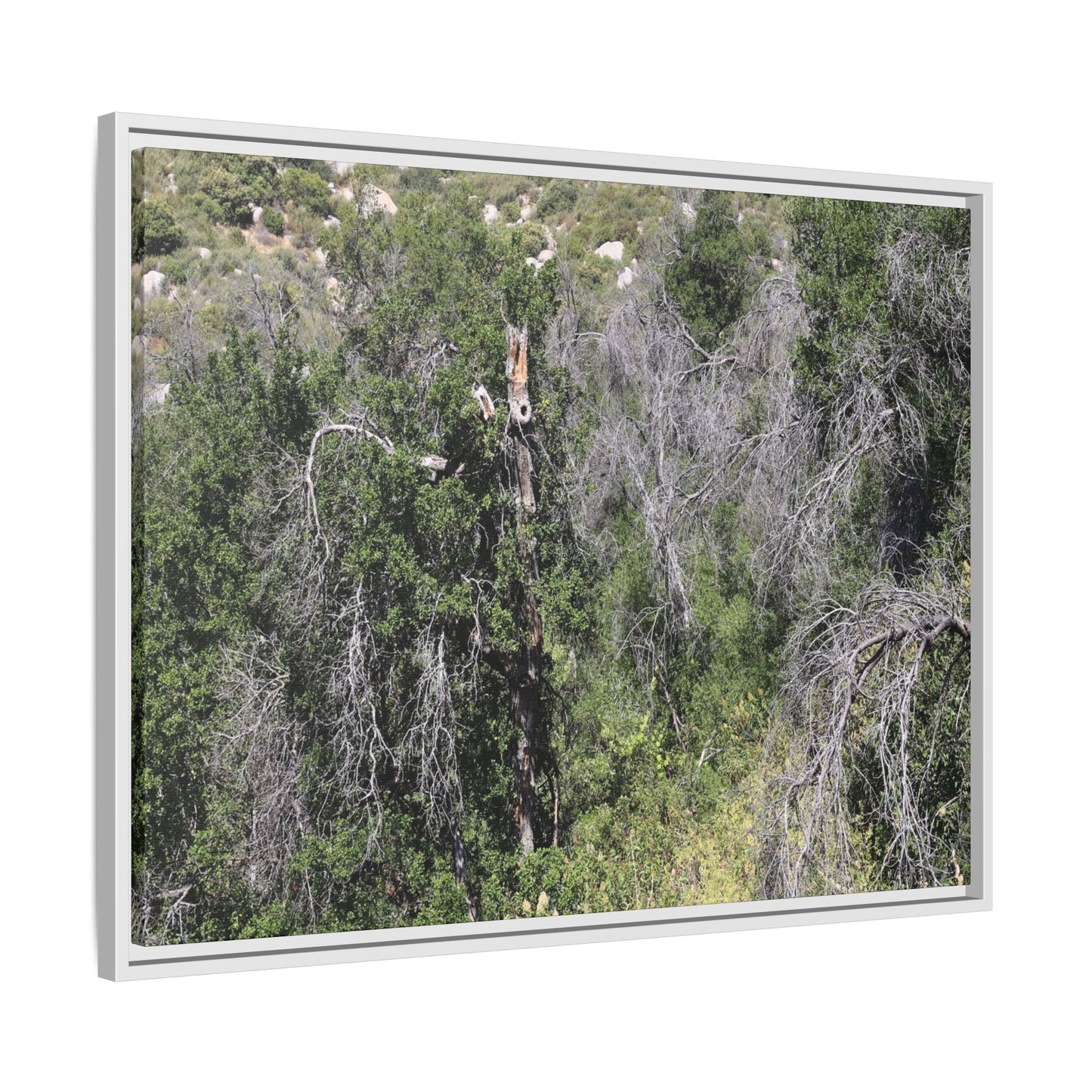Forest Decline - Unique Stretched Canvas Wall Art