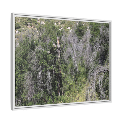 Forest Decline - Unique Stretched Canvas Wall Art