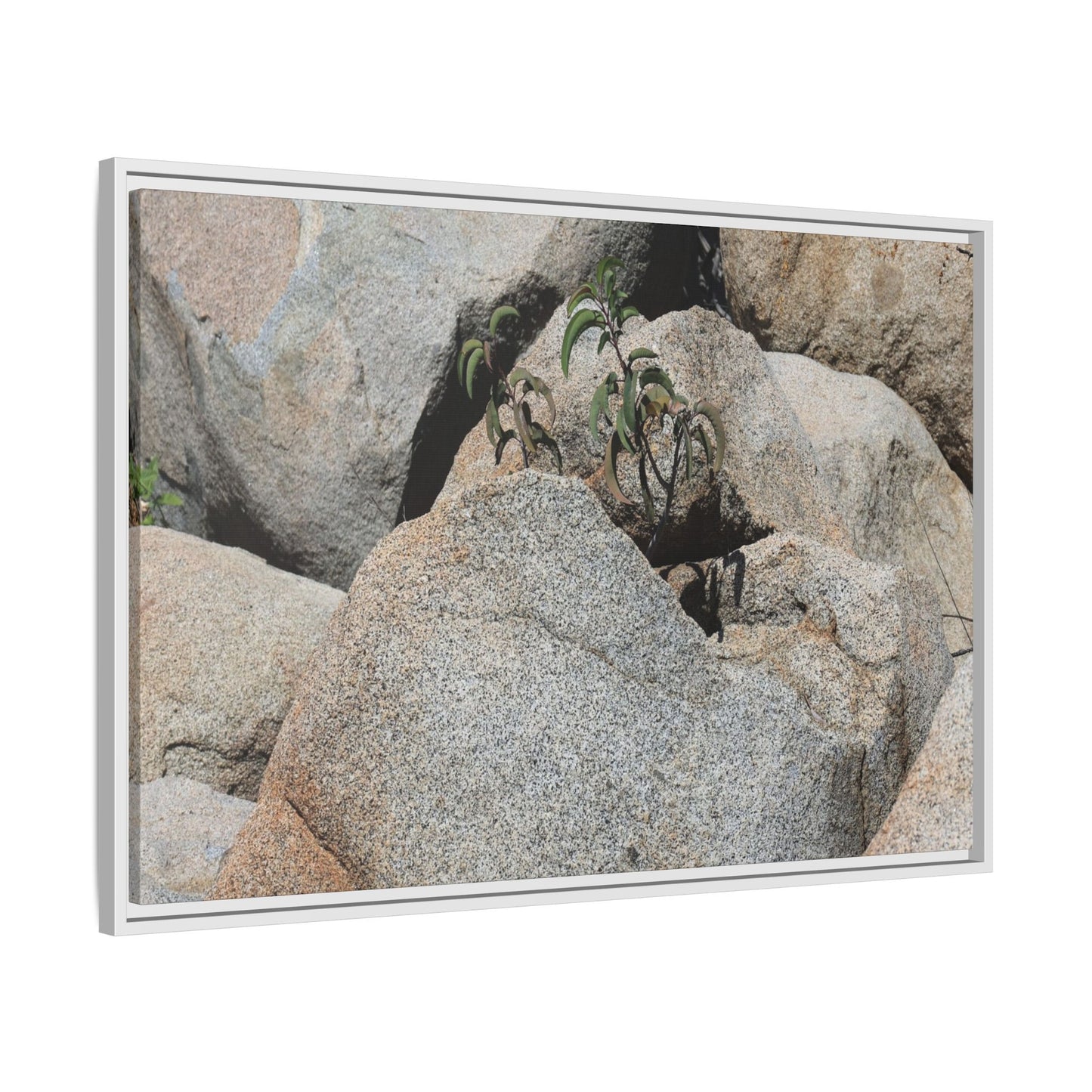 Desert Plant Thriving Among Rocks - Unique Stretched Canvas Wall Art