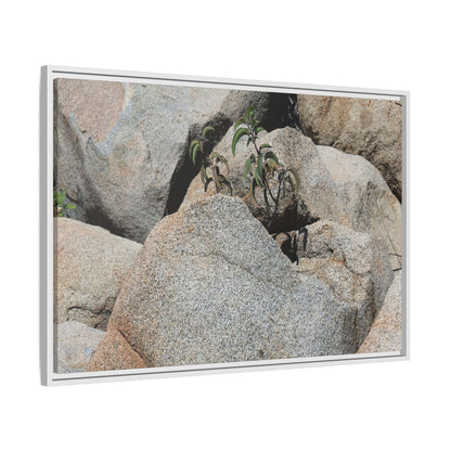 Desert Plant Thriving Among Rocks - Unique Stretched Canvas Wall Art