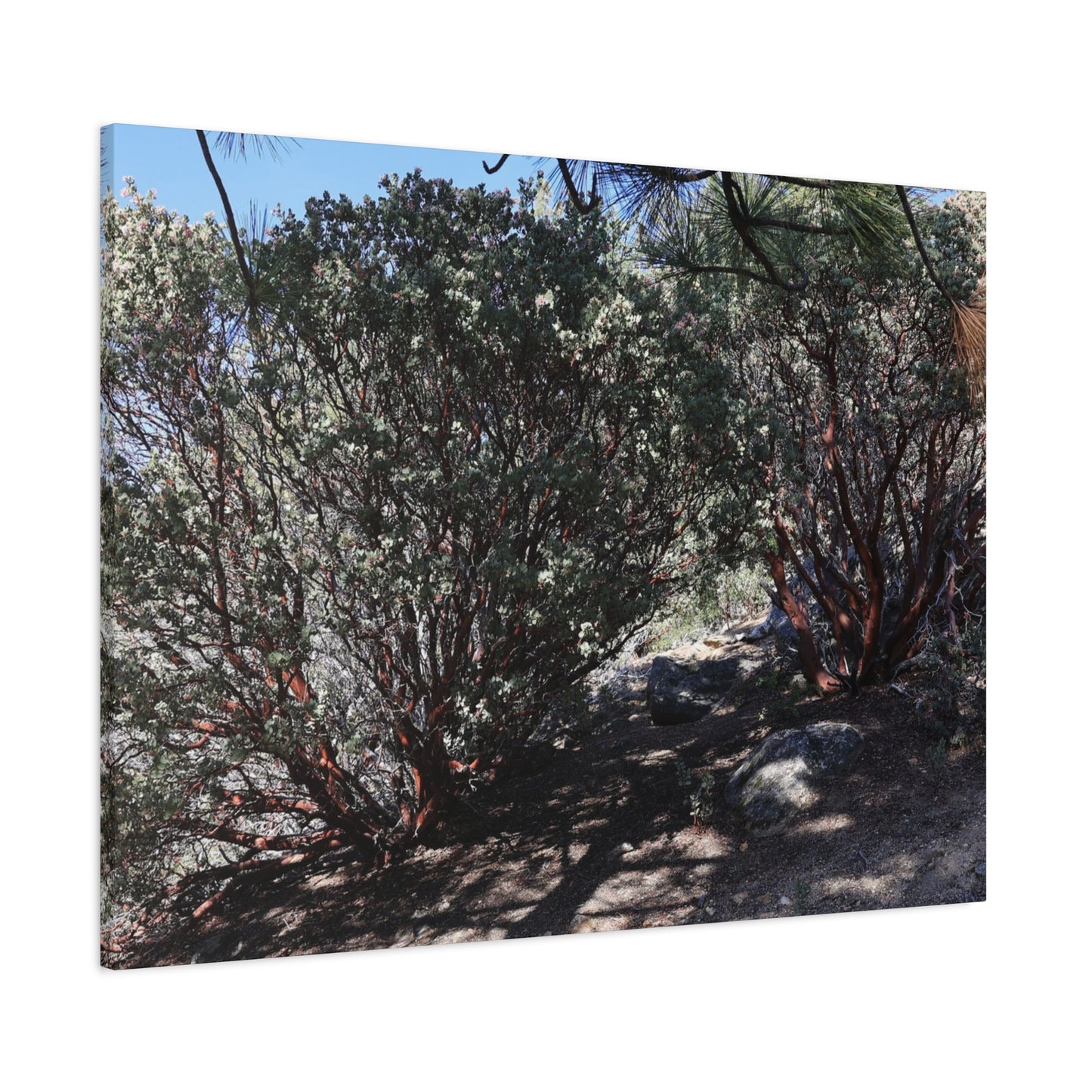 Desert Blooms - Unique Frameless Canvas Wall Art