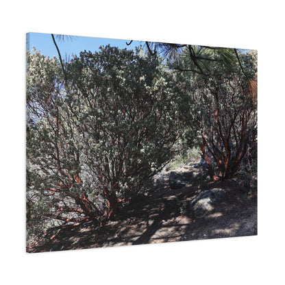 Desert Blooms - Unique Frameless Canvas Wall Art