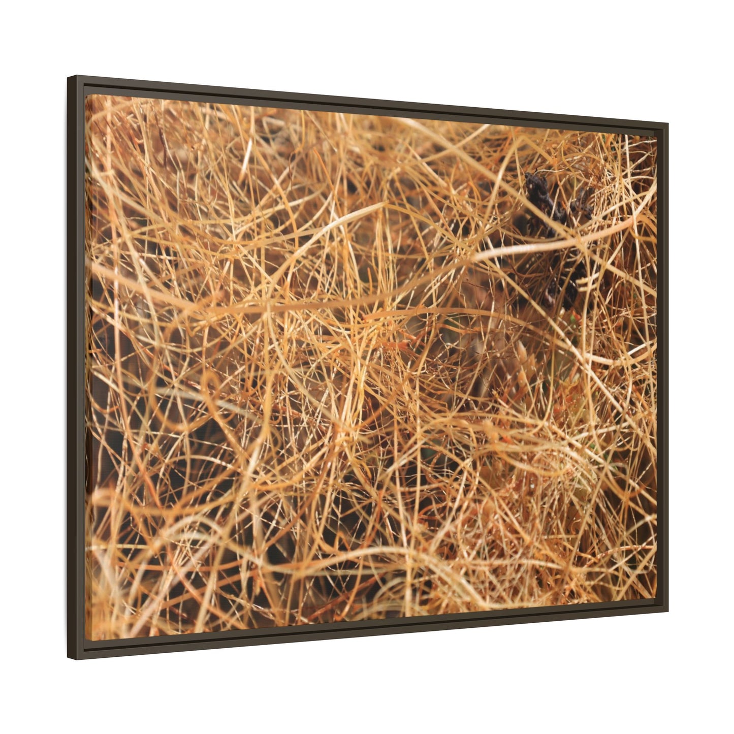 Dried Grass - Unique Stretched Canvas Wall Art - Art By Earth