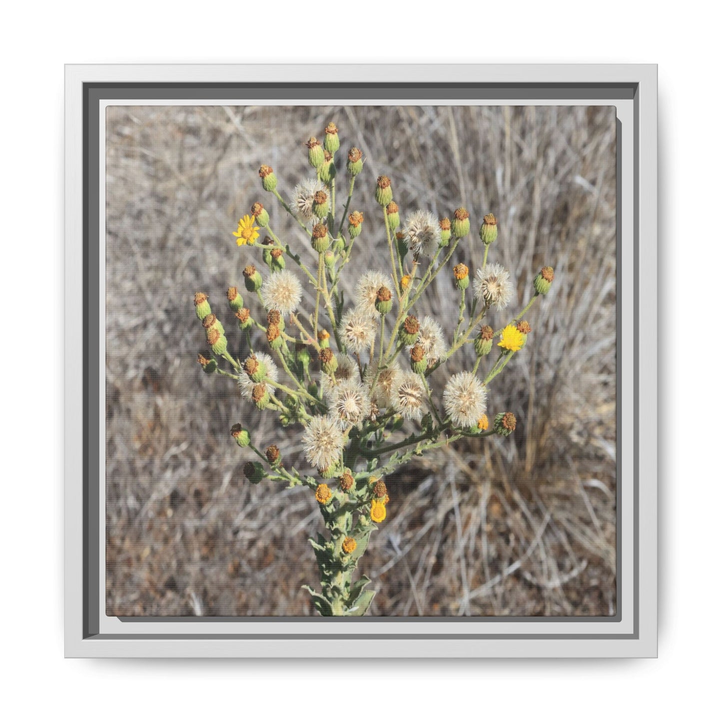 Whispers of the Dry Grass - Unique Stretched Canvas Wall Art - Art By Earth