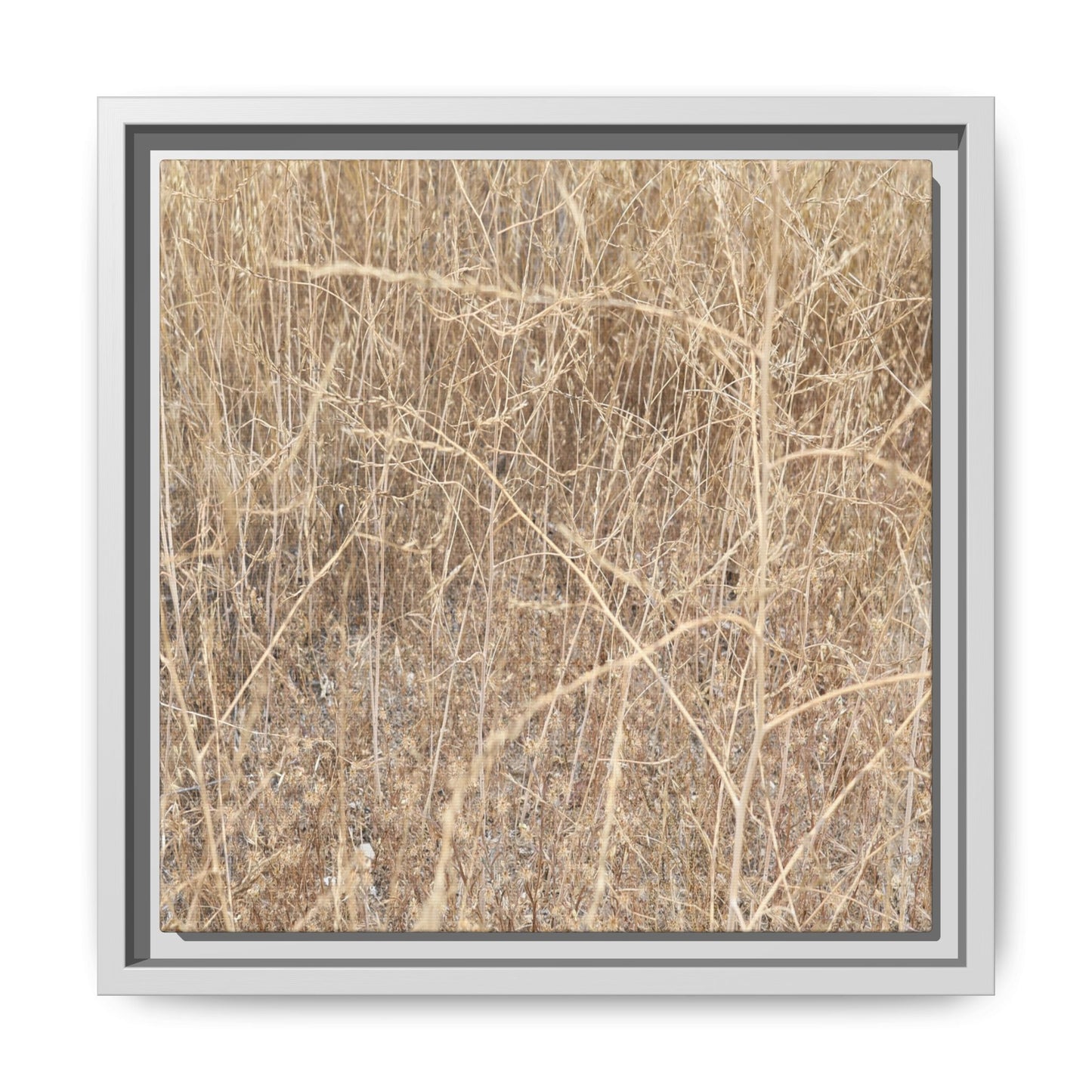 Golden Stalks - Unique Stretched Canvas Wall Art - Art By Earth
