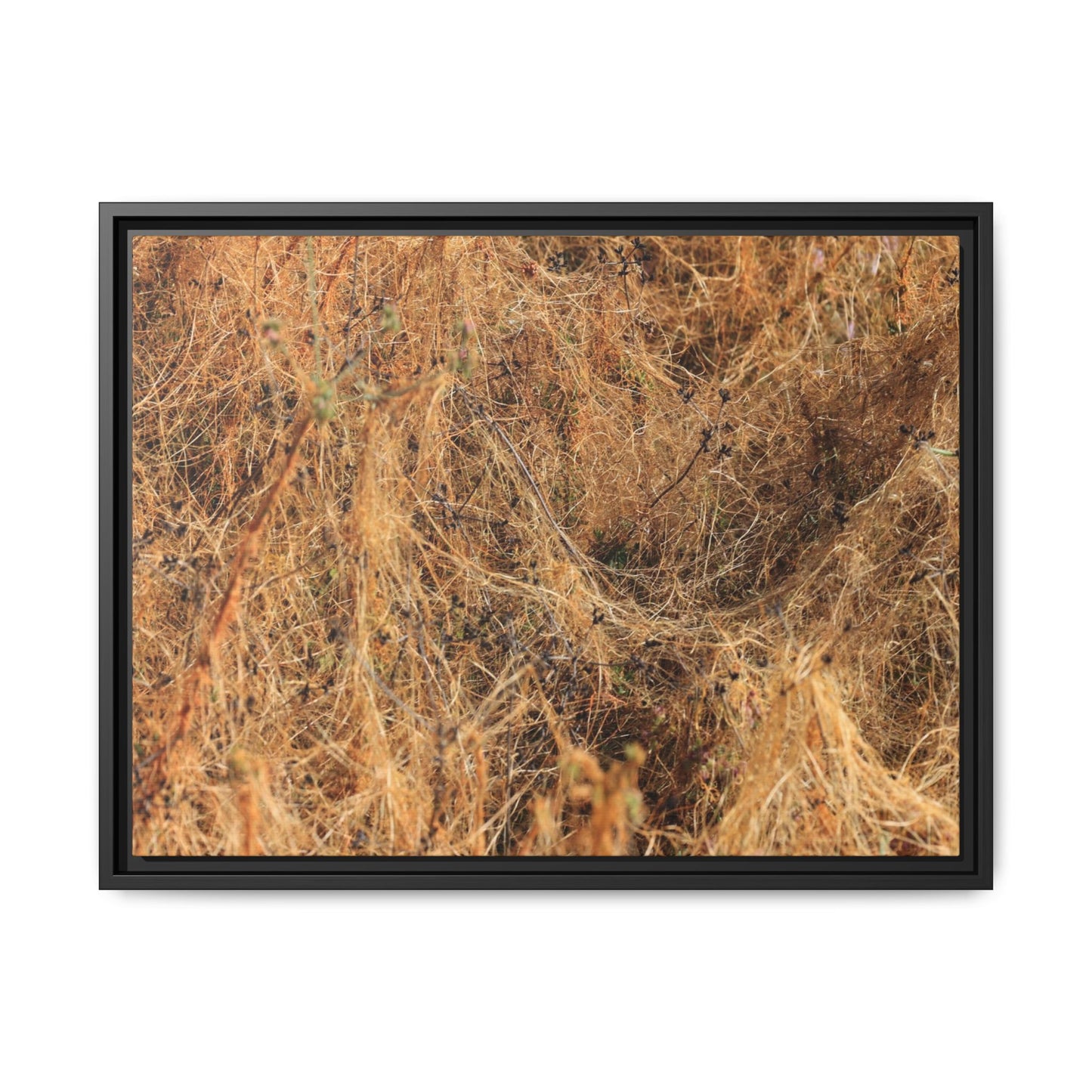 Dried Vegetation Study - Unique Stretched Canvas Wall Art - Art By Earth