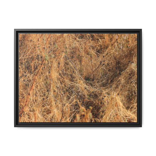 Dried Vegetation Study - Unique Stretched Canvas Wall Art - Art By Earth