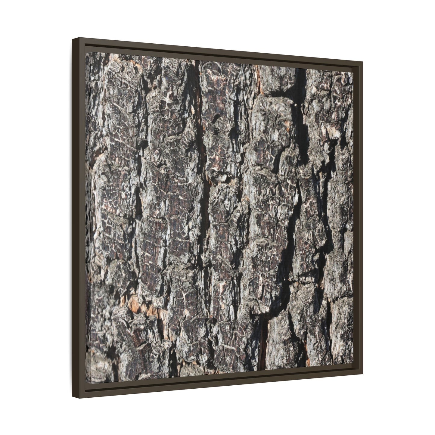 Bark Study in Gray - Unique Stretched Canvas Wall Art - Art By Earth