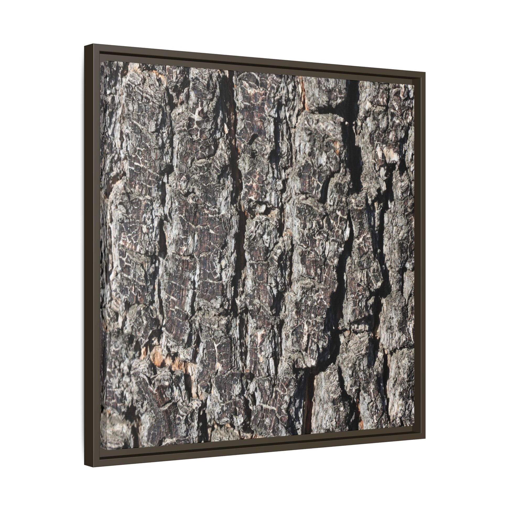 Bark Study in Gray - Unique Stretched Canvas Wall Art - Art By Earth