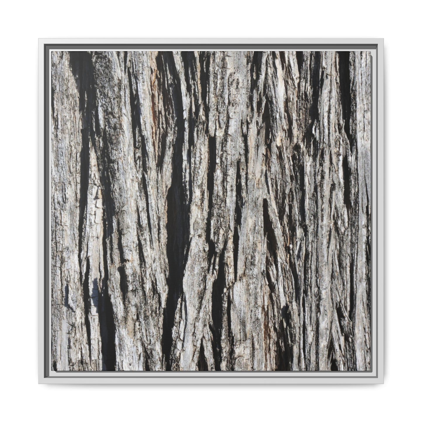Bark Lines - Unique Stretched Canvas Wall Art - Art By Earth