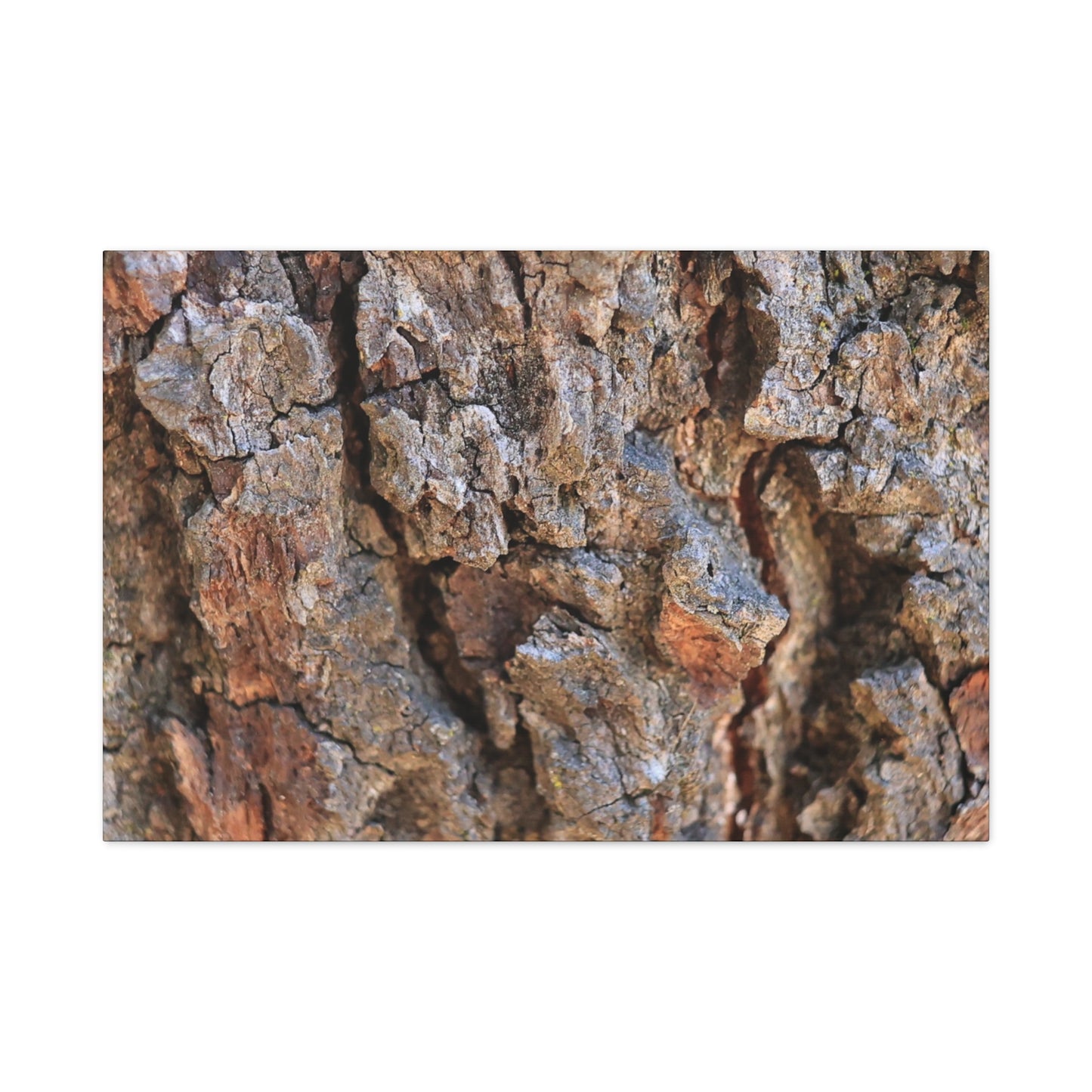 Nature's Skin - Unique Frameless Canvas Wall Art - Art By Earth