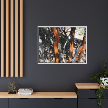 Eucalyptus Grove - Unique Stretched Canvas Wall Art