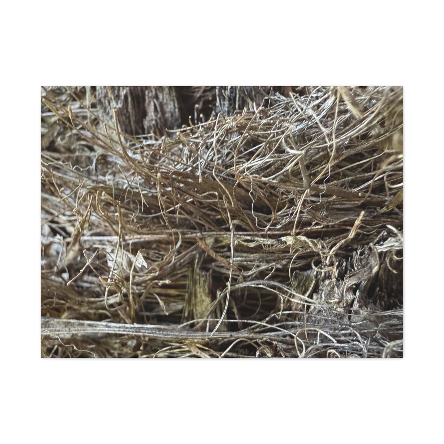 Whispers in Dry Grass - Unique Frameless Canvas Wall Art - Art By Earth