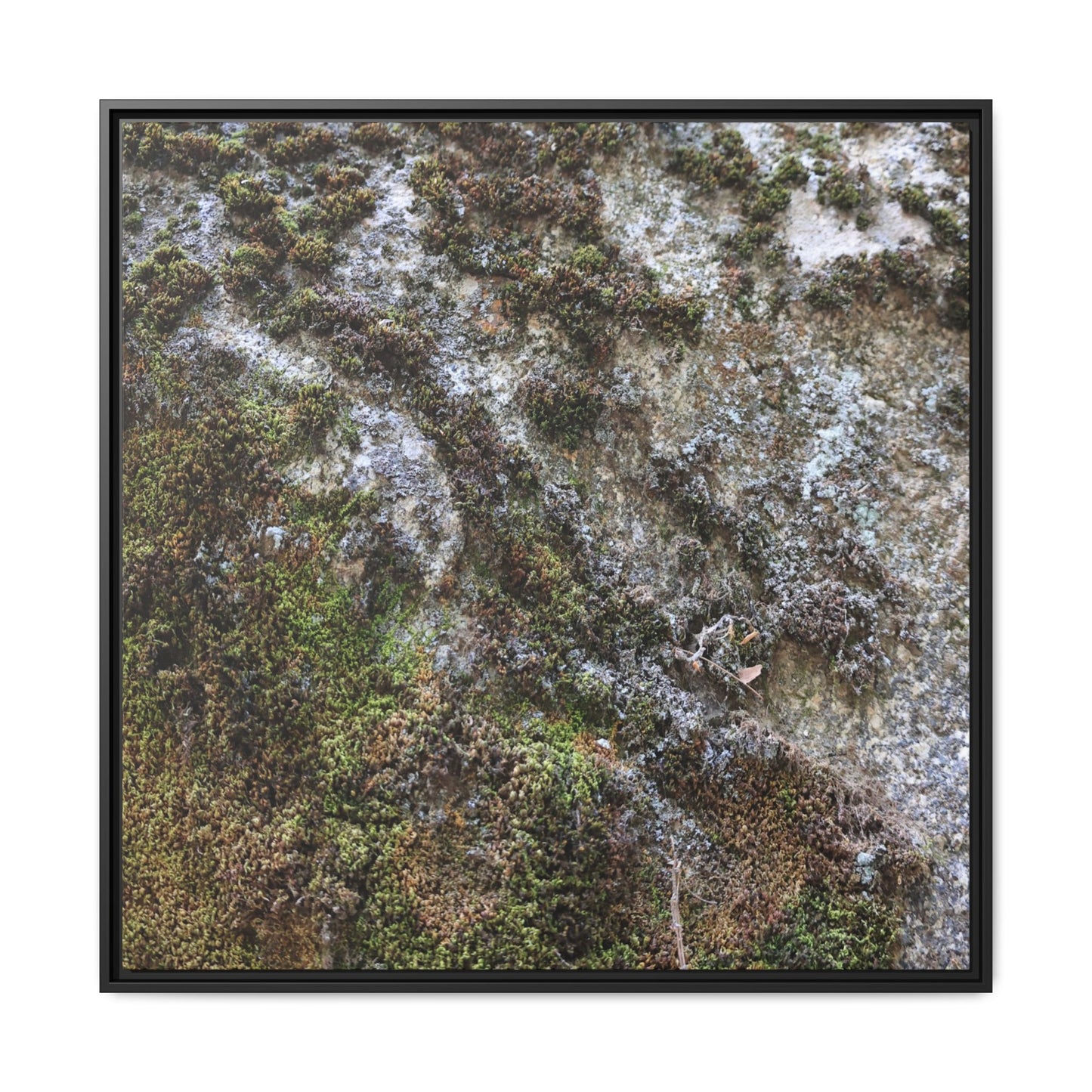 Mossy Whispers - Unique Stretched Canvas Wall Art - Art By Earth