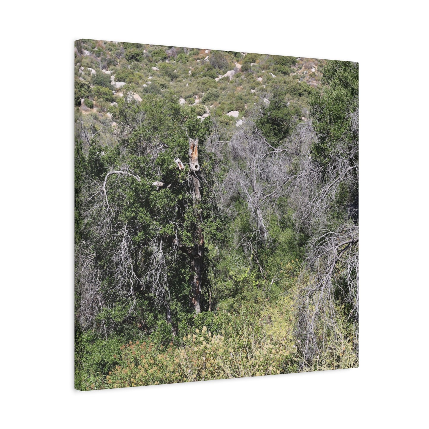 Drought-Stricken Forest - Unique Frameless Canvas Wall Art