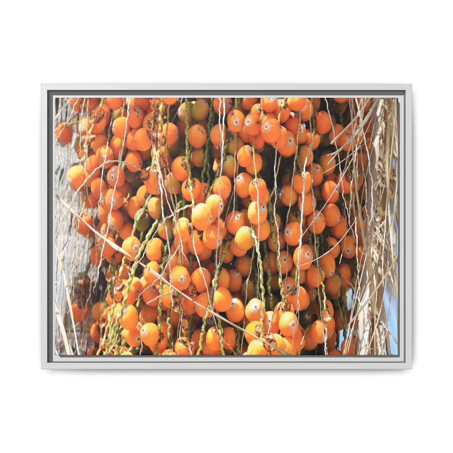 Clusters of Sunlight - Unique Canvas Wall Art - Art By Earth