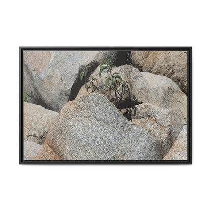 Desert Plant Thriving Among Rocks - Unique Stretched Canvas Wall Art