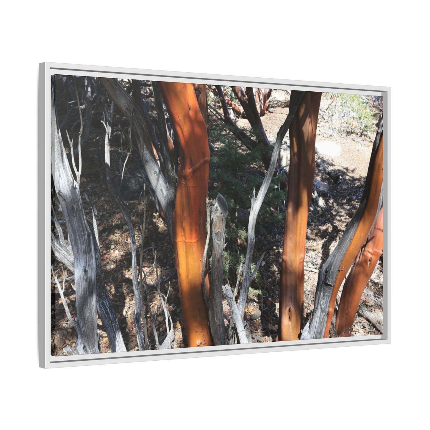 Eucalyptus Grove - Unique Stretched Canvas Wall Art