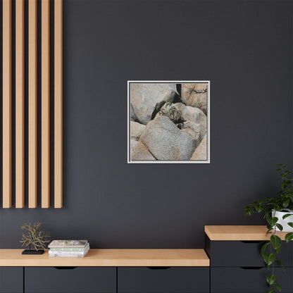 Desert Plant Thriving Among Rocks - Unique Stretched Canvas Wall Art