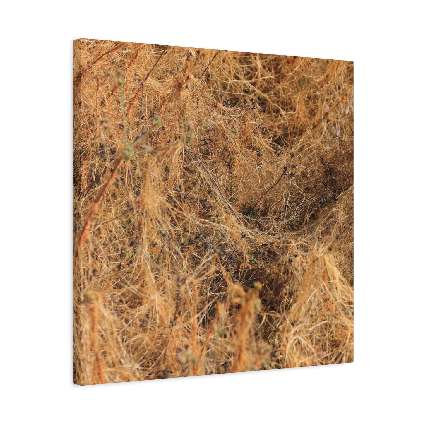 Dried Grasses - Unique Frameless Canvas Wall Art - Art By Earth