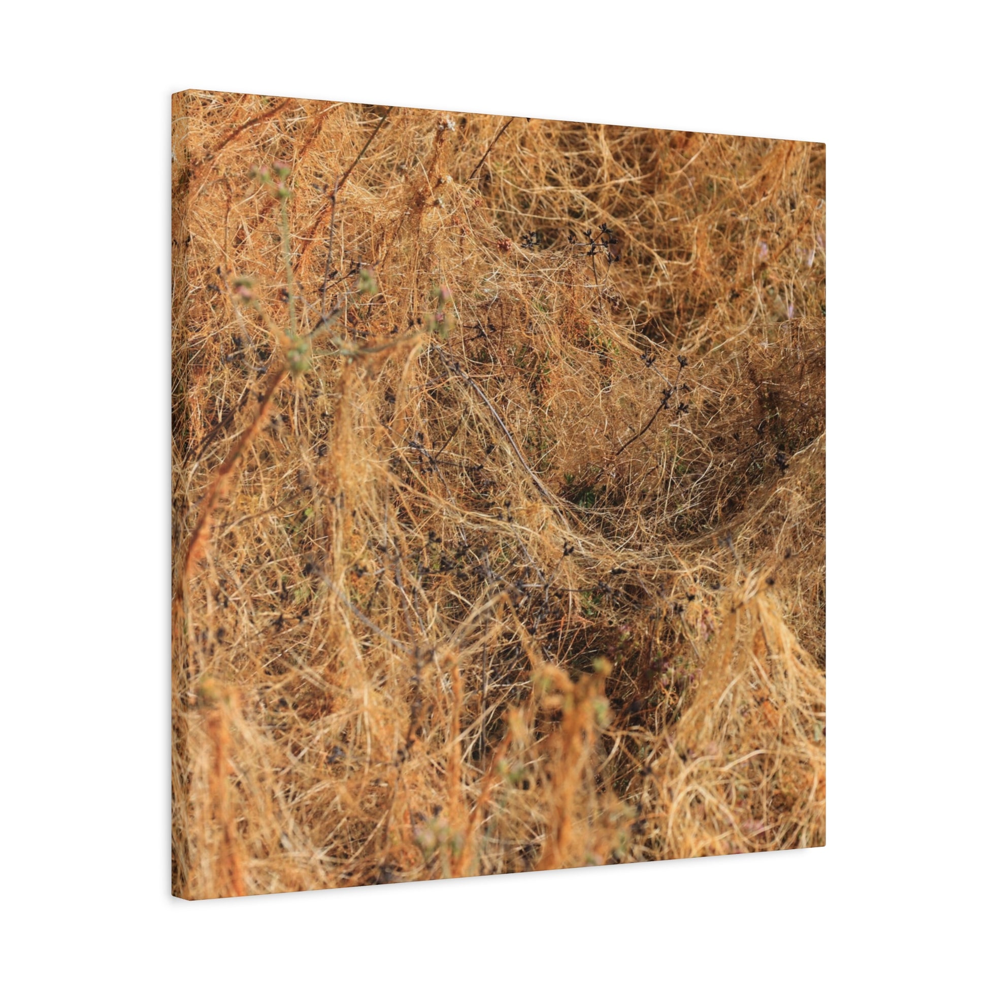 Dried Grasses - Unique Frameless Canvas Wall Art - Art By Earth