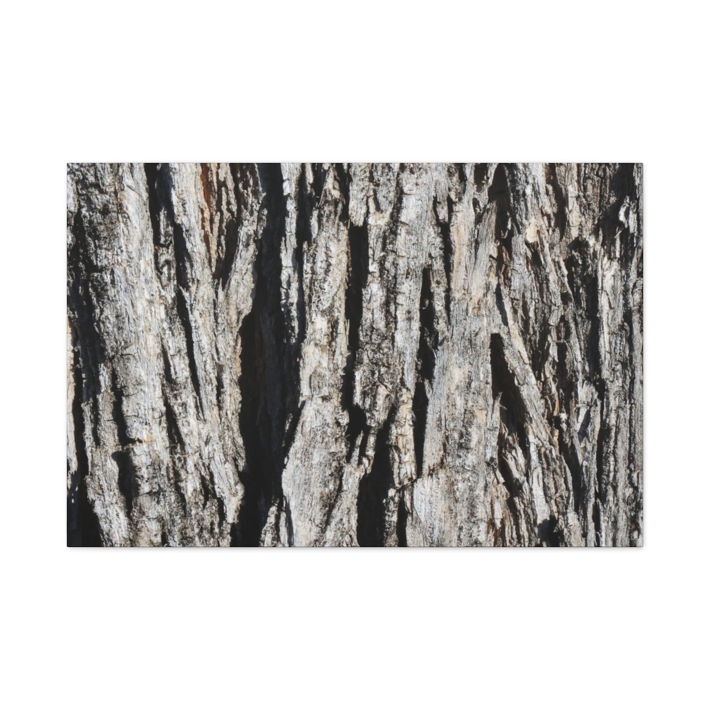 Bark Textures in Monochrome - Unique Frameless Canvas Wall Art - Art By Earth