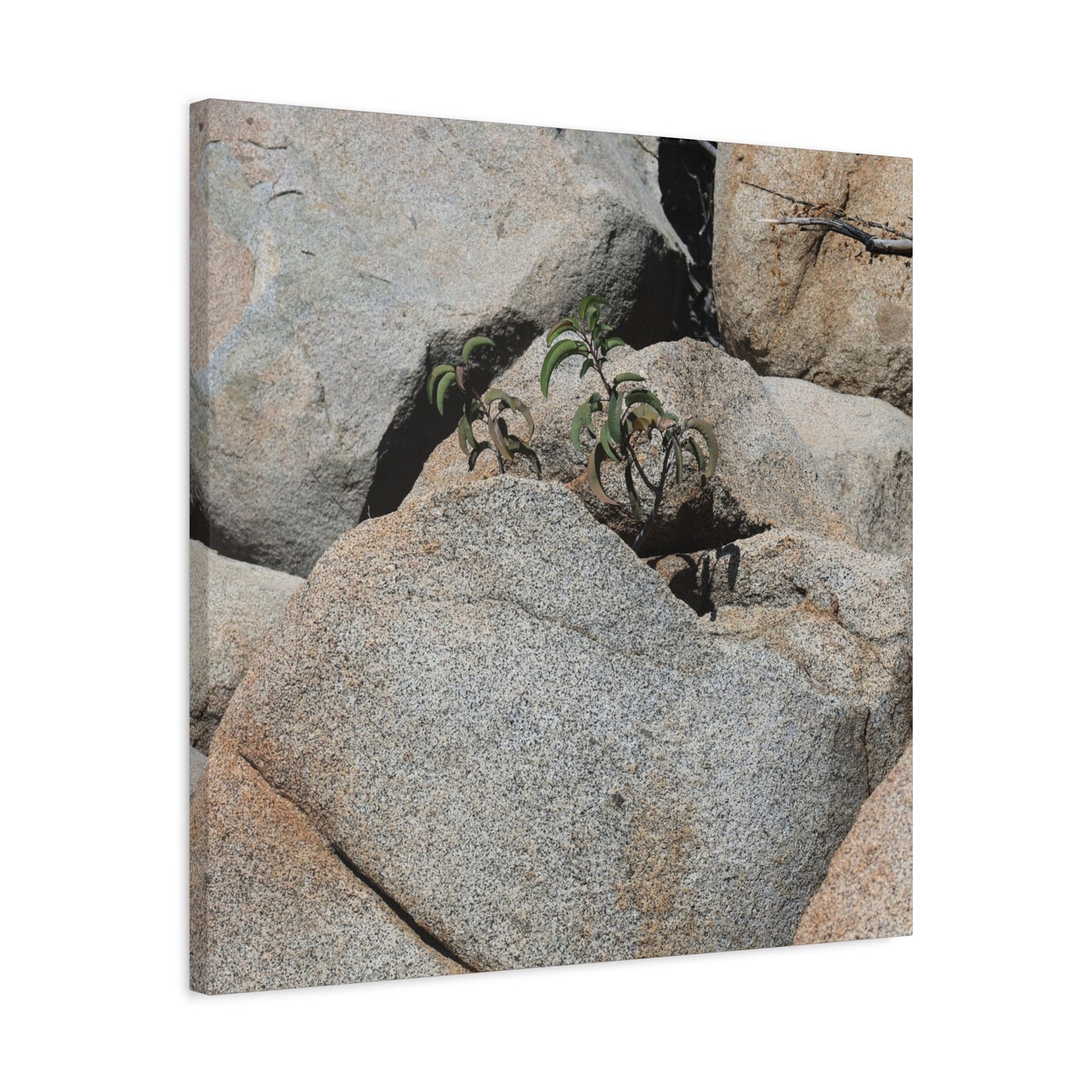 Desert Plant Survives - Unique Frameless Canvas Wall Art