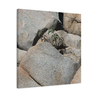 Desert Plant Survives - Unique Frameless Canvas Wall Art