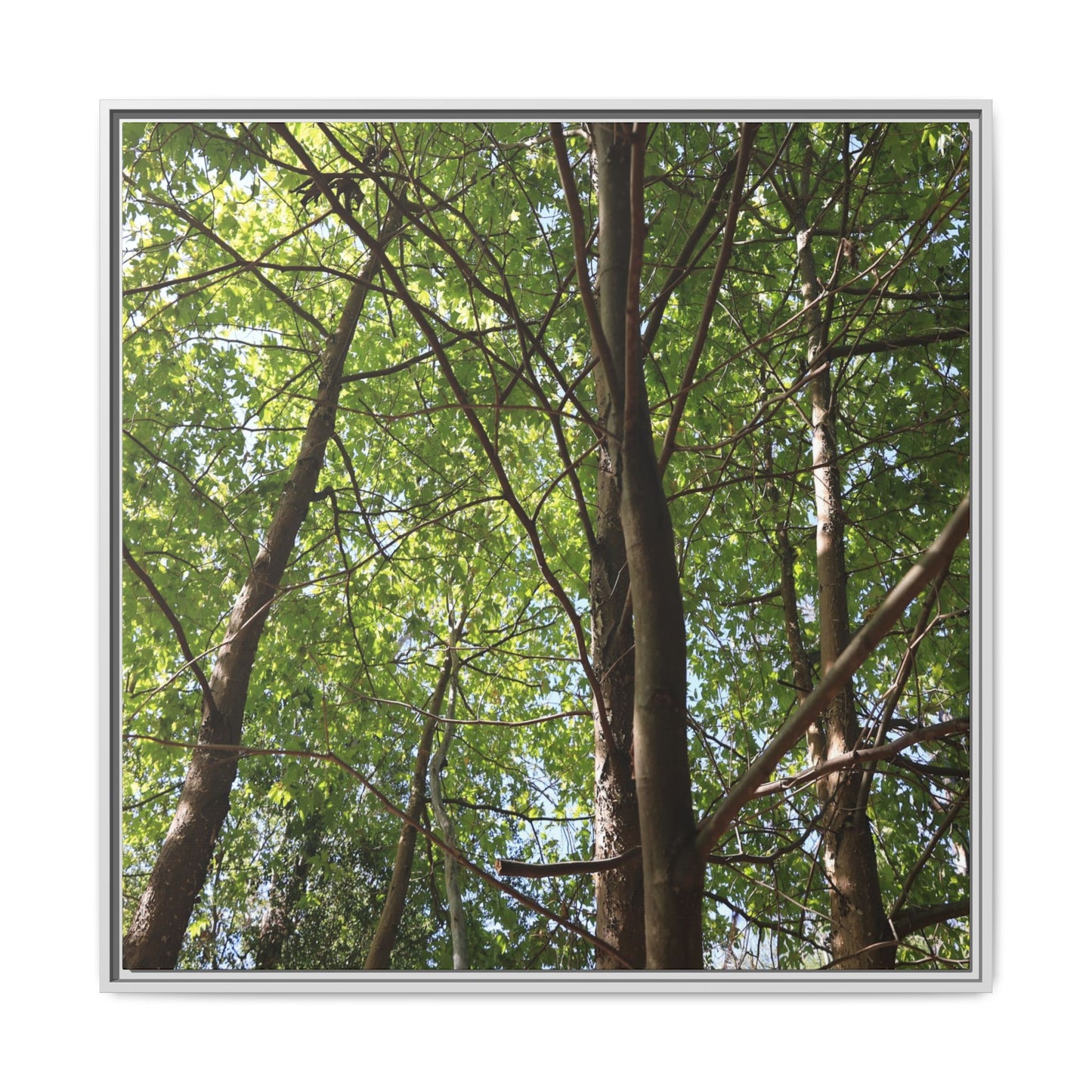 Forest Branches - Unique Stretched Canvas Wall Art