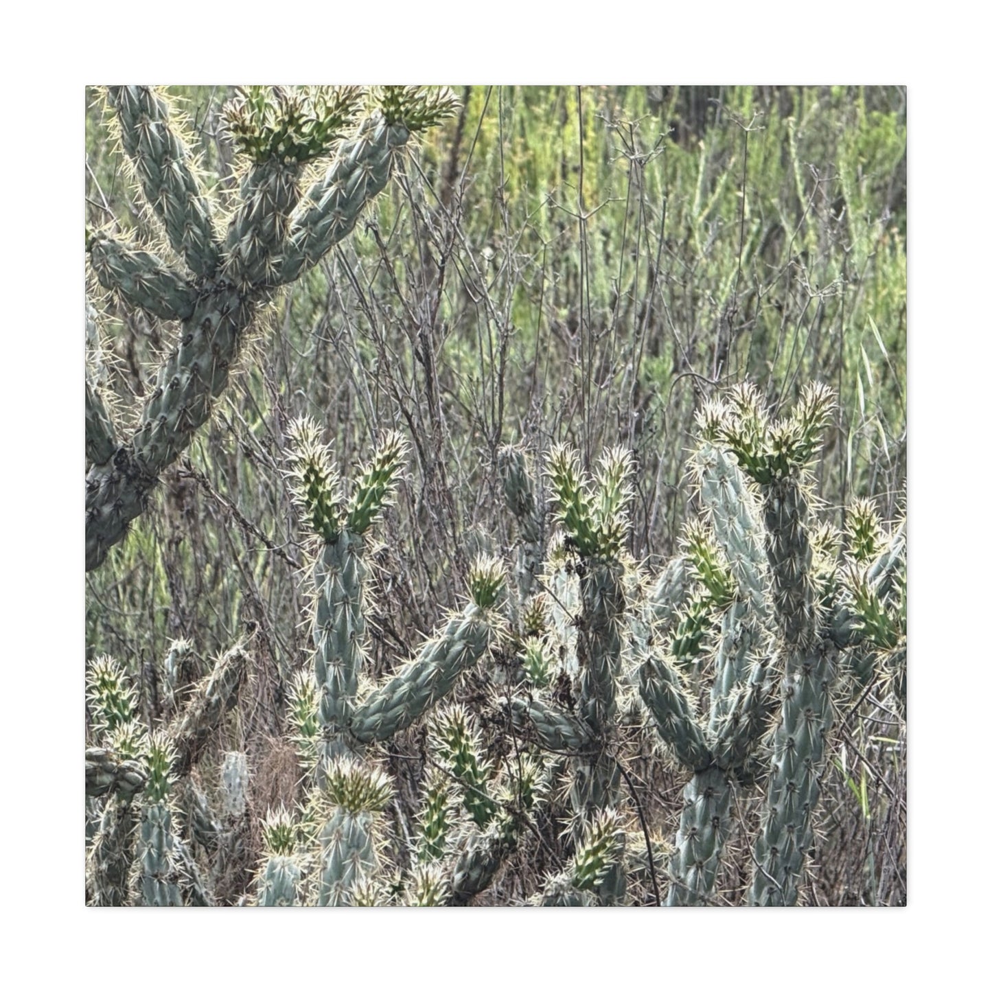 Spiny Sentinels - Unique Frameless Canvas Wall Art - Art By Earth