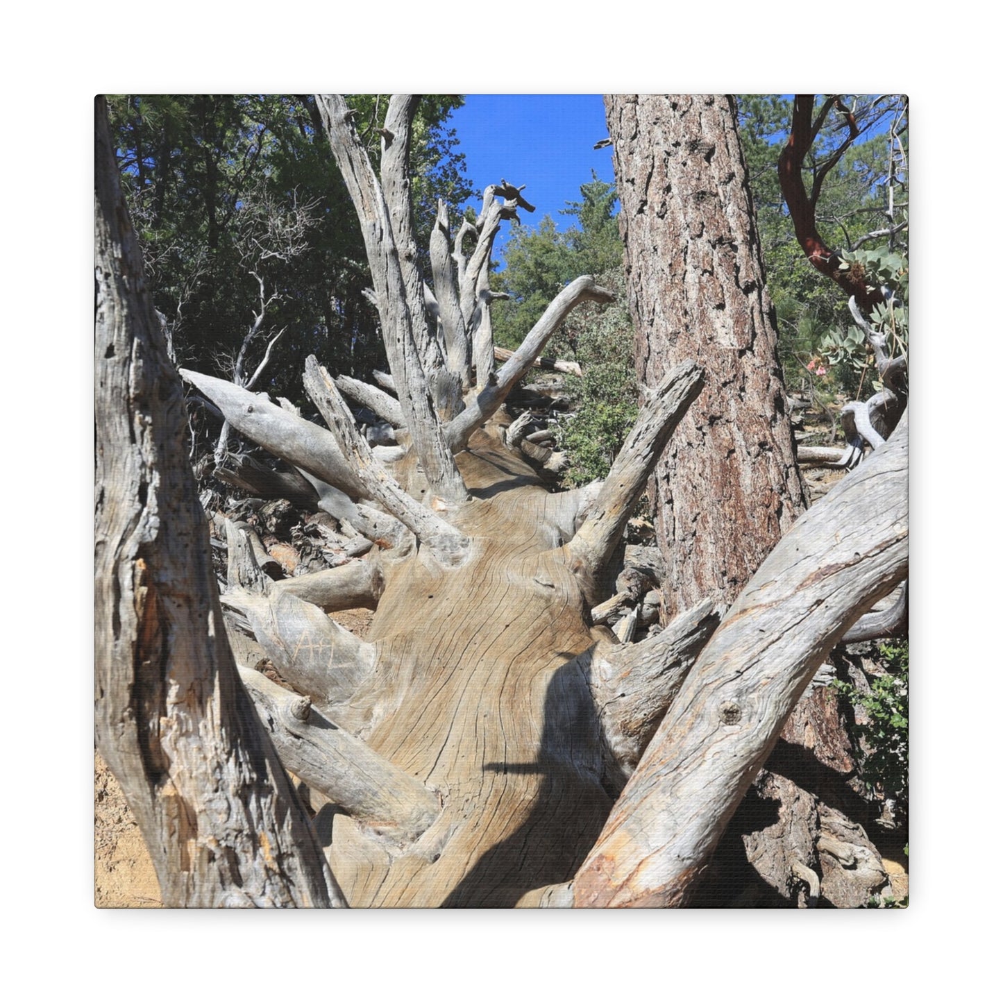 Twisted Roots - Unique Frameless Canvas Wall Art