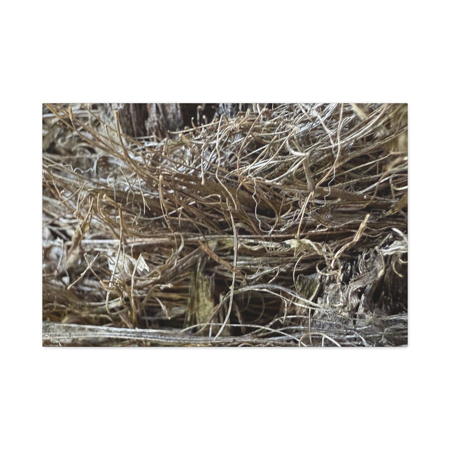 Whispers in Dry Grass - Unique Frameless Canvas Wall Art - Art By Earth