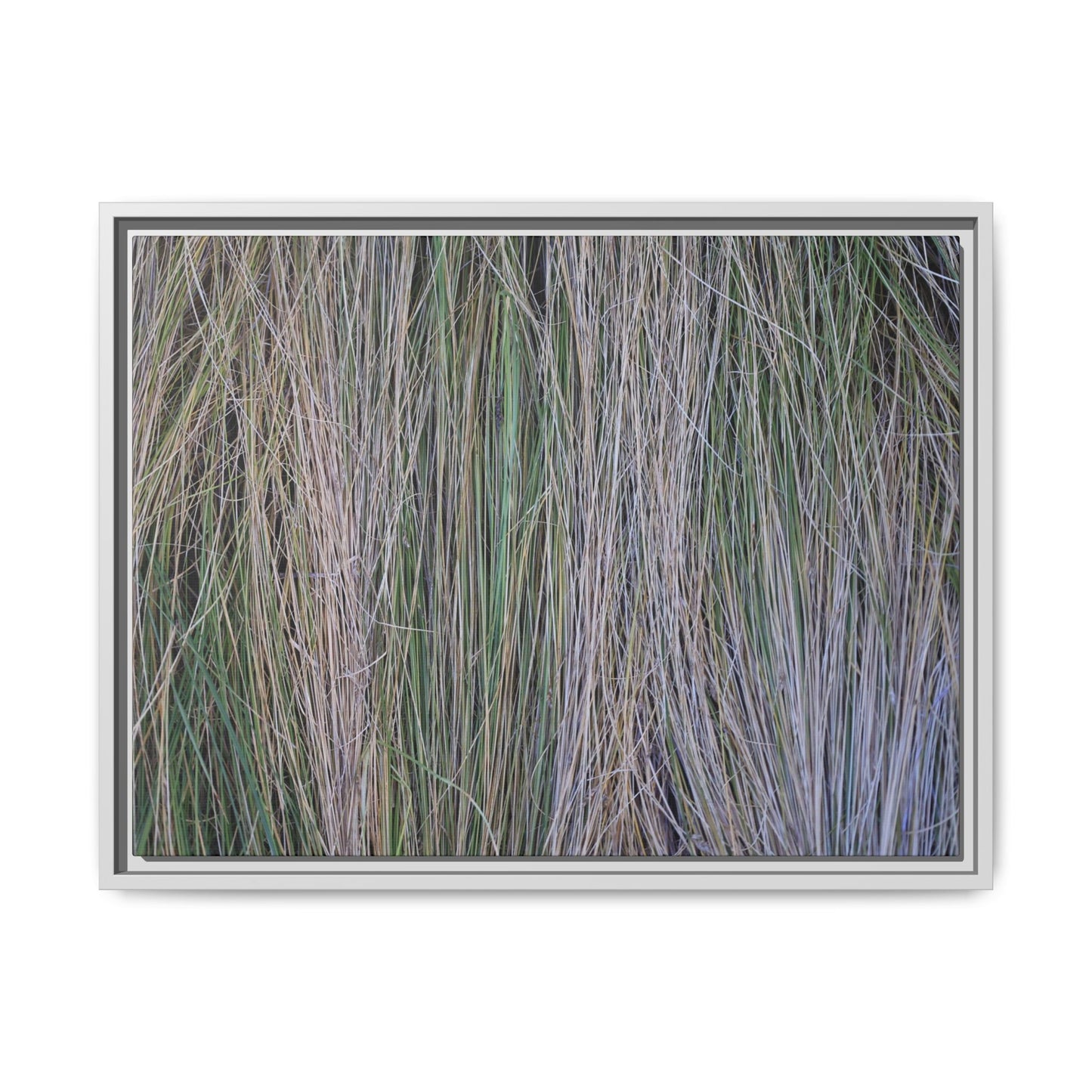 Whispers of Silver Grass - Unique Stretched Canvas Wall Art - Art By Earth