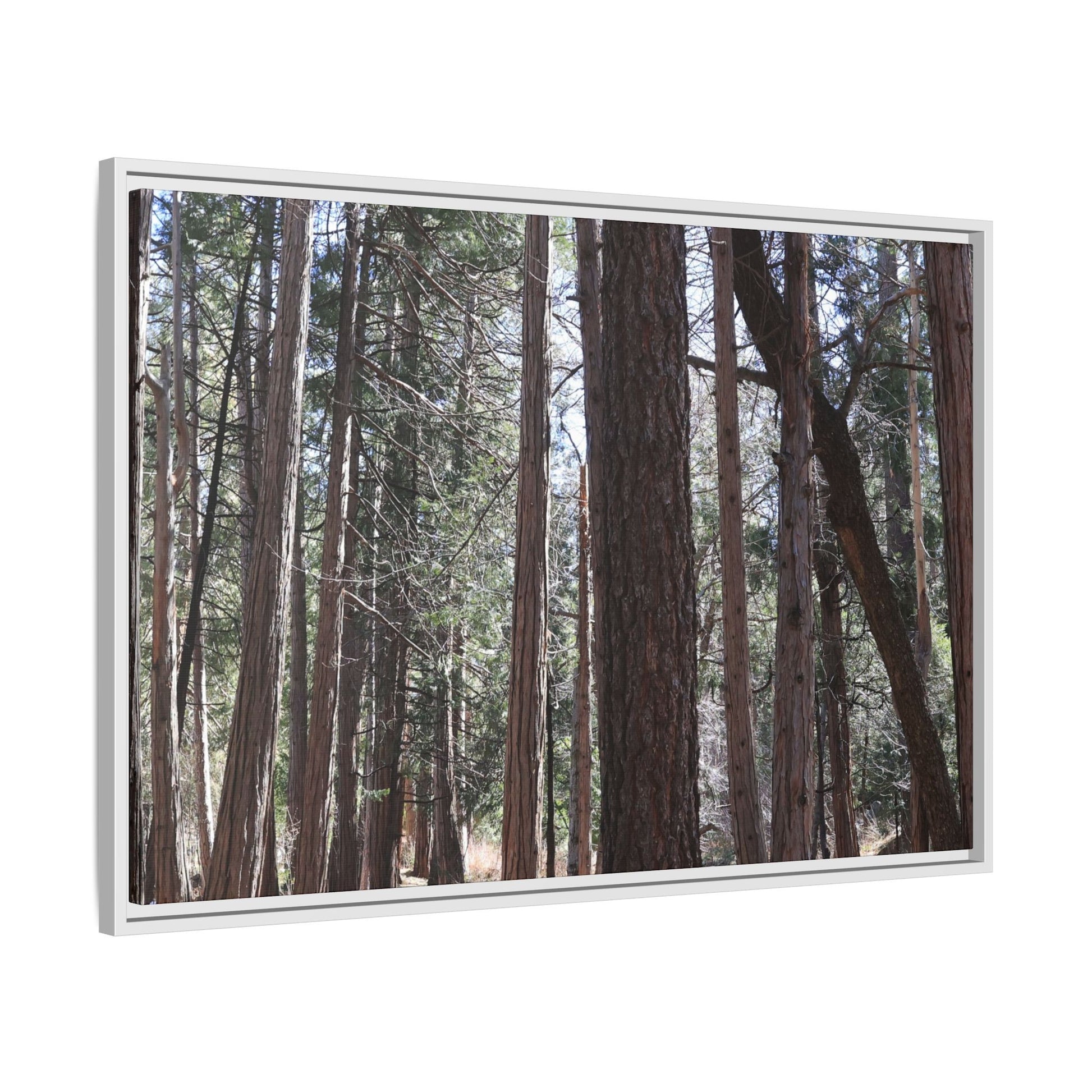 Forest Cathedral - Unique Stretched Canvas Wall Art - Art By Earth