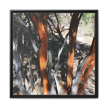 Eucalyptus Grove - Unique Stretched Canvas Wall Art